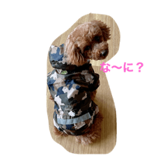 Hana-poodle