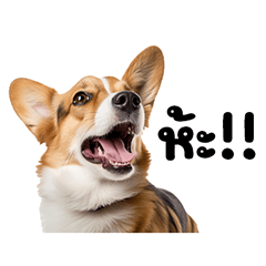 Boon Rawd the corgi dog