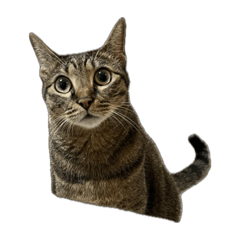 My girlfriend’s cat