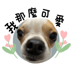 摳尼吉娃ft小熊！