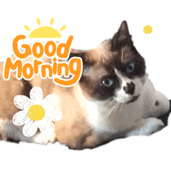 我が家のねこスタンプ！！