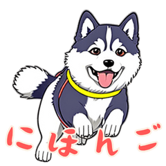 Baby Hhusky Life (Japanese Ver)