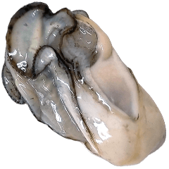 Jessie-46-Big Oysters-(Revised Version)