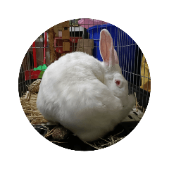 nineball-rabbit_20230729192355