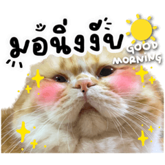 ヌームー　赤い頬っぺたの猫　平日 (1)