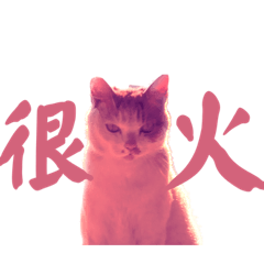 客咪身為一隻貓的日常