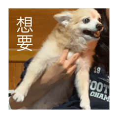 胖胖小日子