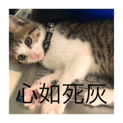 旺旺is the cat