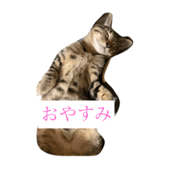 Aoi_20230731005833