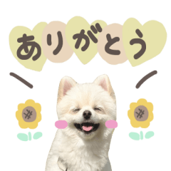 sapuri's sticker!
