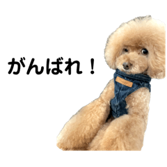 Toy Poodle, Rakkyo ver.2