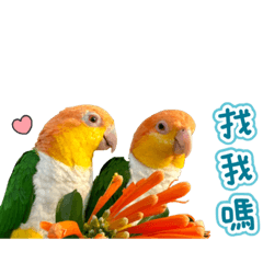 鳥寶貝來襲