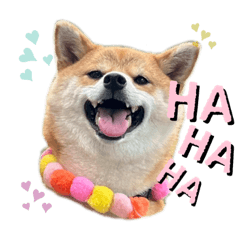 柴犬Yumiの表情包