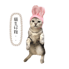 Maru圓滾滾の胖貓
