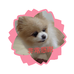 Don dog daily talk