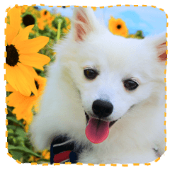 Japanese Spitz "Sora"