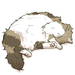 Fluffy and cute Cyberian cat