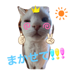 Happy cat5
