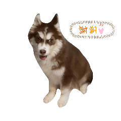 哈士豬&黑嚕嚕&菸島