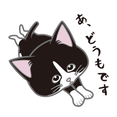 にゃんちょこりん(白黒ハチワレ猫)