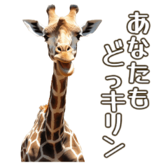 giraffe's Dokkirin