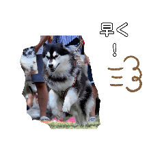 ケンのハスキー