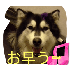 ケンのハスキー2