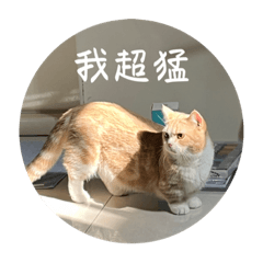 葛格的貓-2