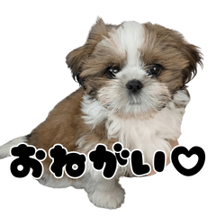 Peach is Shih Tzu puppy