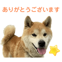 Great Shiba dog Kosuke (honorific)