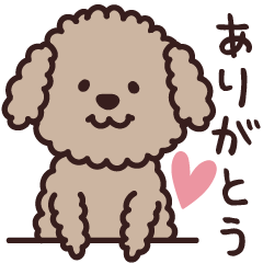 Fluffy Fluffy Toy Poodles