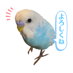 Japanese Parakeet stamp