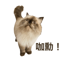 喜馬拉雅胖貓貓 Himalayan cat