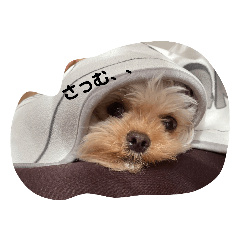 sakura_20230805044035