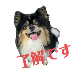ブラックタンホワイトポメラニアンPON