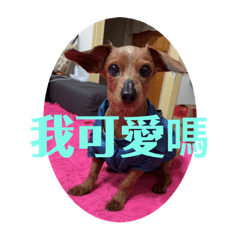 王酷弟小寶貝