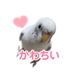 mashiro bird