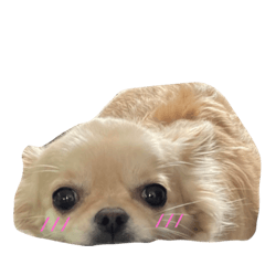 hiyori_20230805164244