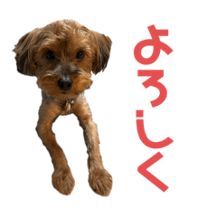 potapotaponta