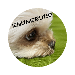 sakura_20230805200028