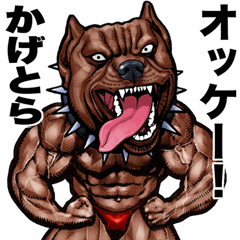 Kagetora dedicated Muscle macho animal