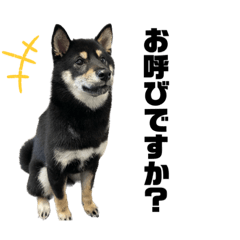 Shibainu_Ponz2