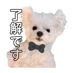 Maltese mousse stamp 2