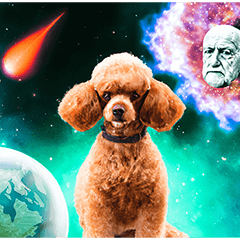 Toy Poodle in Universe