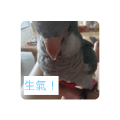 柴柴的日常1.