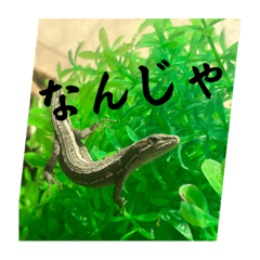 日本語を話す爬虫類