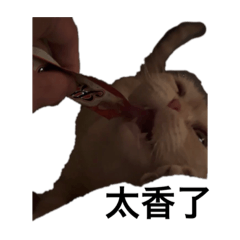 我家貓叫亮亮