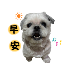 胖布日常用語篇feat小妞