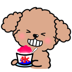 Cute ! Toy poodle  [Summer]