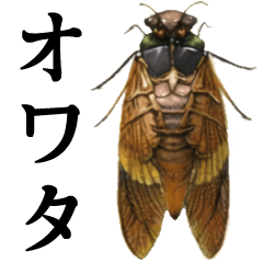 Cicada semifinal
